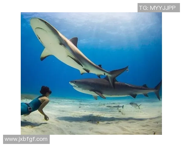 一女子在澳大利亚海滨与海豚共游时,遭鲨鱼突击身亡,其曾是技艺精深的花样游泳选手